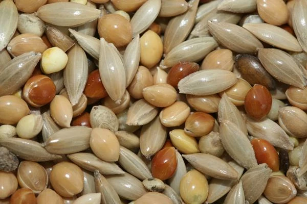 Which Country Consumes the Most Canary Seeds in the World?